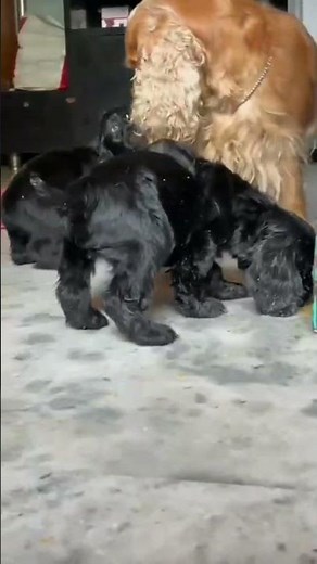 Black Cocker spaniel puppies with their Long hair Mother !!!!!