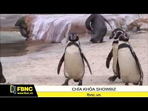 FBNC - Các nhà khoa học nghiên cứu tướng đi chim cánh cụt