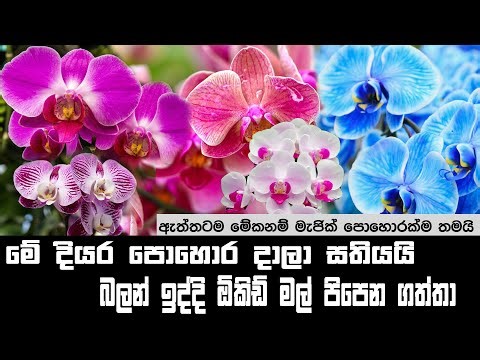 දින 7ක් තුළ ඔබේ ඕකිඩ් මල් වැඩි කරගන්න!