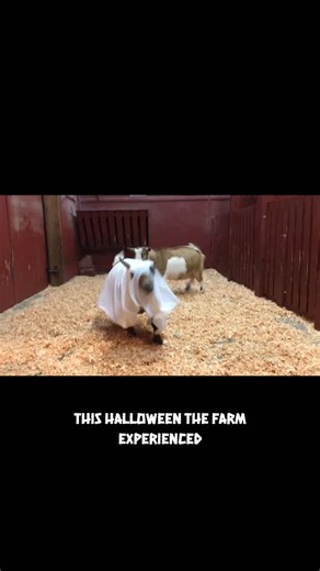 👻 Rosie, the Goat Ghost! 👻 Rosie is a bit of a different goat. Unlike most goats, who wouldn’t like it at all if you tried to put something over their heads, Rosie is totally unbothered and ready to take on this new game. Rosie’s upbringing was unlike that of most of our other goats. Sadly, she lost her goat mom soon after birth and was then raised by the humans at the farm. While we did our best to fill that role, Rosie grew into a special being, with her role models being both goats and huma