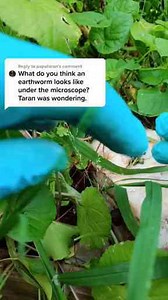 Earthworm Examined Under the Microscope