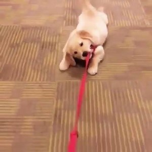 When you are too lazy for everything ......This Is Really Cute | The Ultimate Dogs