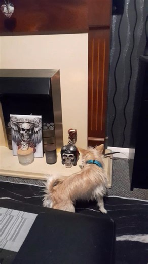 14K views · 530 reactions | Rocco and Ruby playing | Martin Critchlow | Facebook