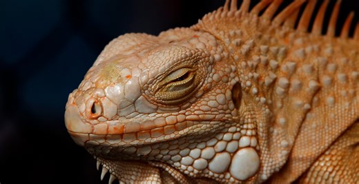 Virgin Mary? A Female Iguana Gives Birth Despite Having No Contact With Male Partner