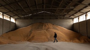 Polish govt to allocate EUR 466,000 to purchase surplus grain