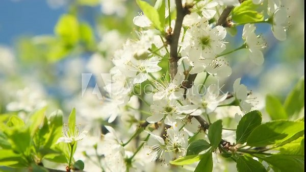 Cherry tree with white flowers is in full bloom. Spring background.