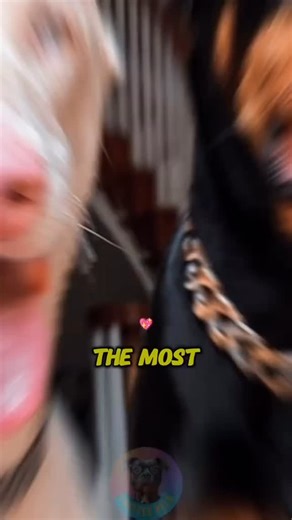 54 reactions | The most beautiful Dobermans color ranked #fy #fyp #fypシ゚ #fypシ゚viralシ #foryoupage #dog #animals #bravestdog #germanshepherd #canecorso #strongestdogs #puppy #doberman #dobermanpride #kidsbehavior #familyfun #handemadecraft #catbehavior #pet #doglover #PetLover #dogsofttiktok #explorepage #discovery #usa | Dog Breeds | Facebook