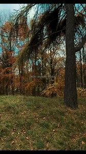 🍂 Autumn Walks in Wylam — Just Minutes Away! 🌿 Embrace the golden season with a riverside stroll through beautiful Wylam, just a 10-minute drive from Ponteland. When you stay at The Nest or Oakfield Lodge with Northern Hideaways, you’re perfectly placed to explore crisp woodland paths, riverside trails, and cozy village cafés. ✨ Wrap up warm, bring the dog 🐾, and enjoy autumn at its best. BOOK DIRECT SAVE 5% www.northernhideaways.co.uk #NorthernHideaways #WylamWalks #AutumnInNorthumberland #P