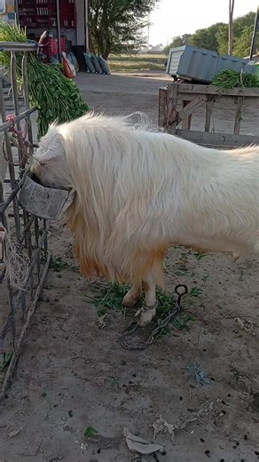 Beautiful male goat #animals #goat