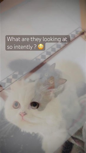 Cat funny videos | comedy videos #cat #cats #funny #viralshorts