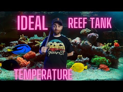 Ideal Temperature For Your Reef Tank