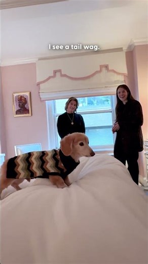 Senior Dog's Bedroom Is A Pink Paradise | The Dodo