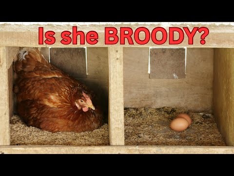 Broody Hens 101: Signs, Causes & Simple Solutions