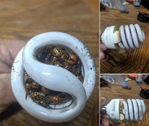 “Okay folks just a little heads up I have done went through one tragedy of a house fire. I kept smelling something like electrical fire. I tore my house apart trying to find it and finally did. These light bulbs will burn your house down. It has been in this lamp 4-5 years. It is packed tight with nothing but…” Check out the full details in the first comment 👇 | Quotes Motivation Station