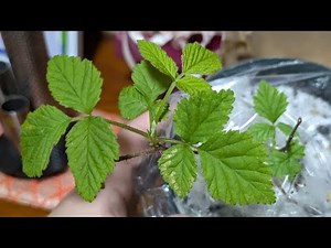 0421.【到着】憧れのトゥラミーン苗木を購入！ラズベリー苗木。