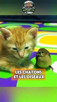 les chatons 🐱 et les oiseaux 🐦 # #animaux #chaton #oiseaux #animals #nature #adopt #france #foryou