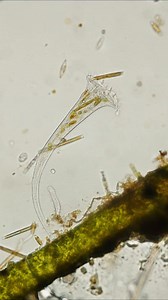 109K views · 3.6K reactions | Visual example of exocytosis. In the video, you can see a ciliate of the Stentor genus, a unicellular organism, expelling a diatom from the interior of its cell to make room for the next one it eats. Many times the biological and cellular processes that we are taught in school or college are much easier to appreciate in independent cells. . . . #science #biology #microscopy #cell #biologyclass | Science into Images | Facebook