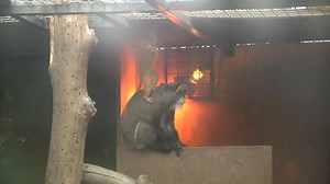 🐒🦜 El Zoo Castellar Frontera investiga el robo de una veintena de animales —entre primates, loros y pequeños mamíferos— sustraídos durante la madrugada del jueves al viernes en una acción meticulosa que evitó cámaras y zonas vigiladas. El centro trabaja junto a la Guardia Civil para esclarecer los hechos y pide colaboración ciudadana para localizar a los animales, cuyo bienestar podría estar en riesgo fuera de un entorno especializado. | Viva / 7TV - Campo de Gibraltar