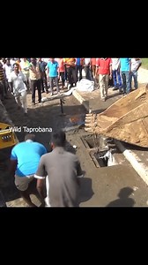 Baby elephant stuck in concrete canal / rescue mission | P S - Reptile and Wildlife