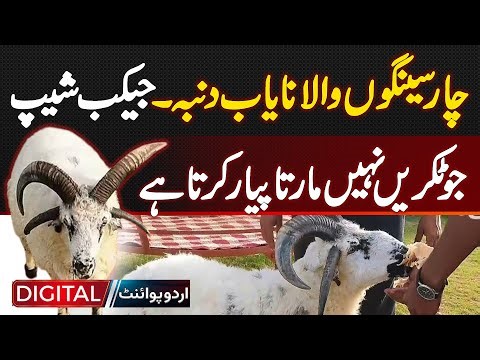 Rare Four Horned Jacob Sheep | Jacob Sheep That Chooses Love Over Fight