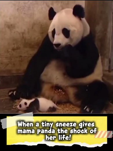 Baby Panda Sneezes and Shocks Its Mom 😂 | Cutest Animal Moment Ever! #shorts