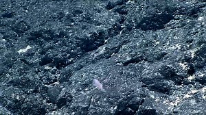 300K views · 910 shares | Snailfish are the deepest dwelling vertebrates on Earth—with some living more than 5 miles beneath the surface. | National Geographic | Facebook