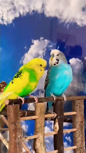 Cute Birds Sound