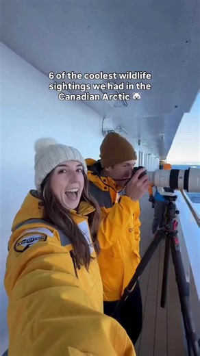6 of the coolest wildlife sightings we had in the Canadian Arctic