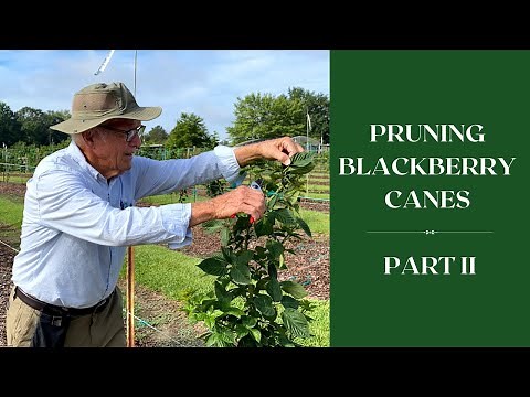 How to Prune BLACKBERRY Canes PART II | Dr. Arlie Powell | INCREASING YIELD