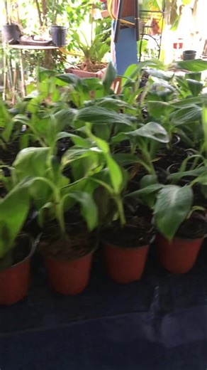 Starter Size Banana Plants In Stock Choose from: Blue Java “Ice Cream” Lacatan Grand Nain “Chiquita” Dwarf Cavendish Gold Finger “FHIA1” Kokopo “Short Cycle” Double “Mahoi” -Limited Red Dacca “Cuban Red” - Limited Ready to upsize. Should be plantable size by mid spring Tropica Mango Rare and Exotic Tropical Fruit Tree Nursery Tree-T-Pee Store links in bio or visit Linktree page growcoolstuff.com | Tropica Mango Rare and Exotic Tropical Fruit Tree Nursery