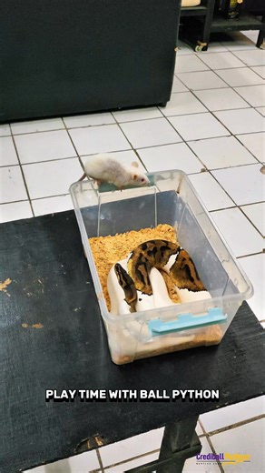 Play time with your ball python | Crediball Pythons Reptile Farm