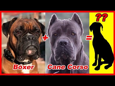 15 CRUCES DE BÓXER que no conoces / El dogo brasilero te sorprenderá / boxer mix