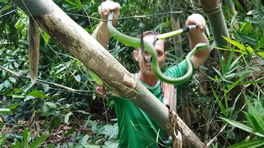 Snake facts | Green viper's venomous nature and viper facts