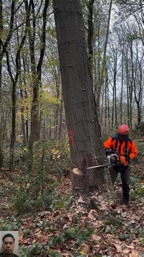 Expert Logger in Action: Precision Tree Felling in the Forest