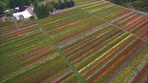 Swan Island Dahlias on Reels