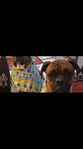 Caring for Savvy's Interdigital Cysts: A Pet Mom's Guide