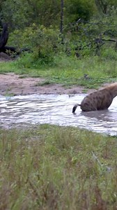 Hyenas show their playful side 💦 🤠 #hyena #play #playful #safari | Animal Time