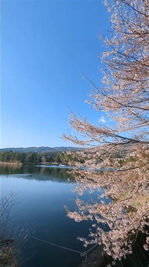【ひと足遅く桜が満開】新緑広がる蓼科湖 #蓼科 #湖畔 #水辺の風景