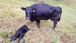 Heartbreaking to watch a mother trying to wake up her still-born calf. She waited with it for two days. When we went to bury the carcass a Wedge-tail eagle was busy turning it into a meal so we let him have it. He did a good job cleaning up, nothing left when we passed by this afternoon. Dingos probably carried off the bones. Thanks Mr Wedge-tail, happy to help feed your family - as long as you don't start eating the live ones! | Tablelands Lowline Beef