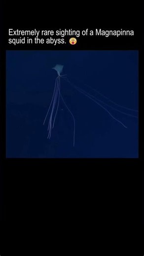 Extremely rare sighting of Magnapinna squid in the abyss. 🦑✨🌌