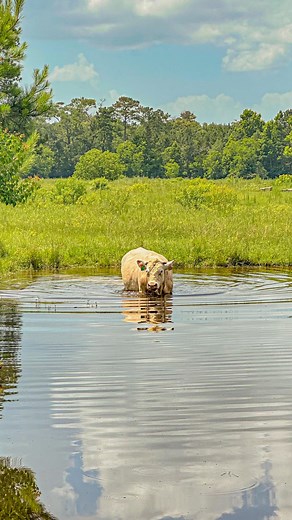 11K views · 471 reactions | #fishing #pesca #angler #saltwaterfishing #bassfishing #howto #dronefishing #houston #catan #drone #facebook #marketplace | htownanglers | Facebook