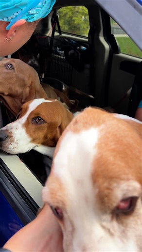 Today, we welcomed 8 precious souls into our rescue—each one given the second chance they desperately needed. One of our incredible volunteers drove all the way to Oklahoma to bring them to safety, and now their new lives can finally begin. We welcomed 6 males and 2 females, ranging from 1 year to 10 years old—all waiting to find the families they were meant for. By adopting one of these sweet Basset Hounds, you’re not only changing their life forever, you’re making space for us to keep saying “