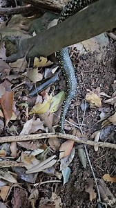 15K views · 224 reactions | Another young Diamond python, this one from Balgownie | Illawarra Snake Catcher | Facebook