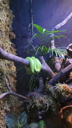 #the green tree python