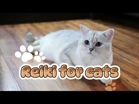 Reiki for Cats | Gentle Energy Healing for Calm, Comfort & Well-Being 🐾