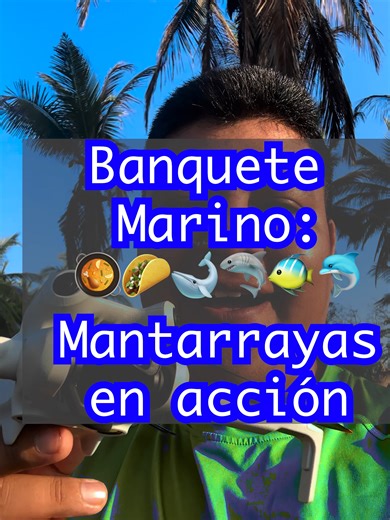 El vuelo de las Mantarrayas: Aventura Marina