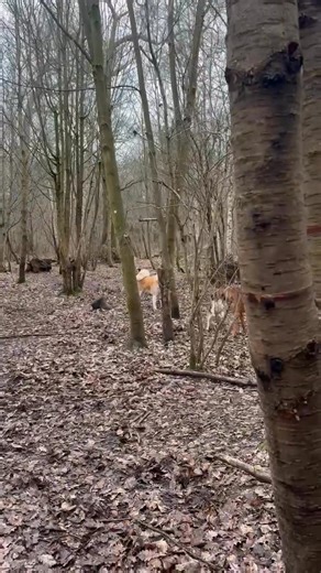 Rajah 🍫 le chef de meute 💪🏻 Il dit on court, on court. Il dit stop on stop … et toujours aussi gentil, drôle et facile à vivre. #squadrafarmina #farminafrance #farminapetfoods #rhodesianridgeback | Of Lil' Toffee Rhodesian Ridgeback