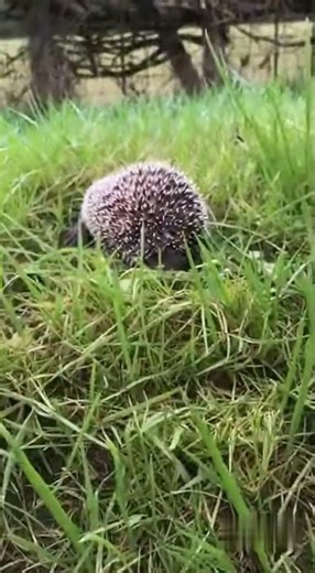 Labrador Leads Me to a Weak Fawn (Dashcam)