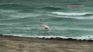 14K views · 438 reactions | JUST BEAUTIFUL! Check out this unusual sight captured by a local photographer yesterday afternoon: a wild flamingo taking a stroll on Haulover Beach, apparently enjoying the view despite the rain! STORY: https://bit.ly/2Gry5Cv | WSVN-TV | Facebook