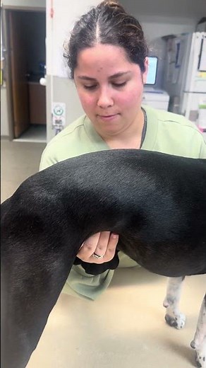 Clinical Skill #63: Palpate the Urinary Bladder